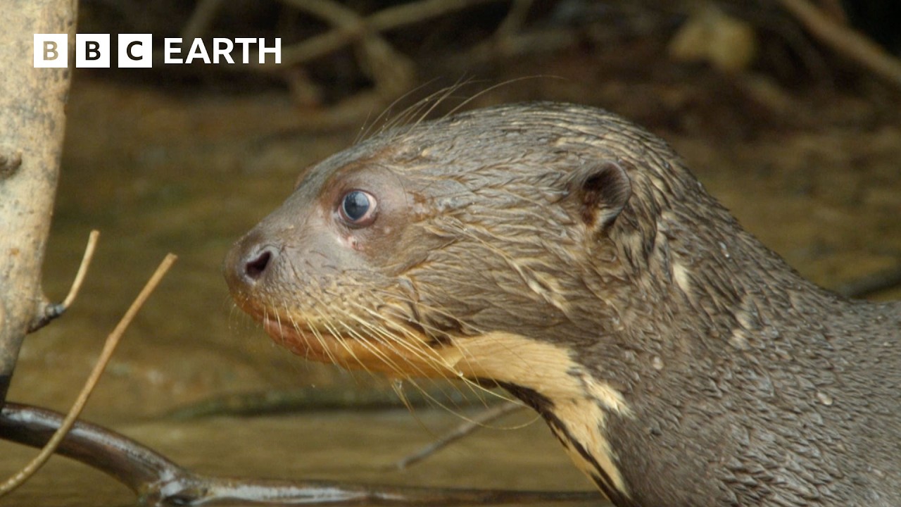 Otter Life Highlights | BBC Earth 🦦