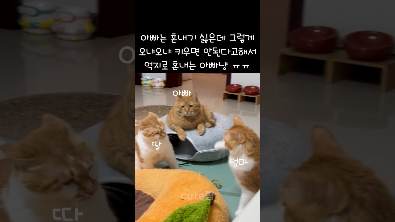 아빠는 혼내기 싫지만 엄하게 키우는 아빠냥 🐱