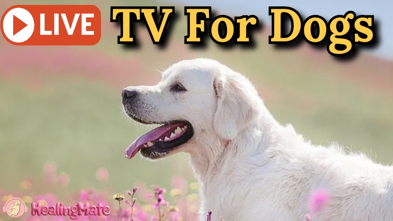 24/7 Dog TV & Calming Music for Anxiety 🐶