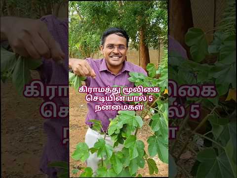கிராமத்து மூலிகைகள் -  பகுதி 1!! #dr #tips
