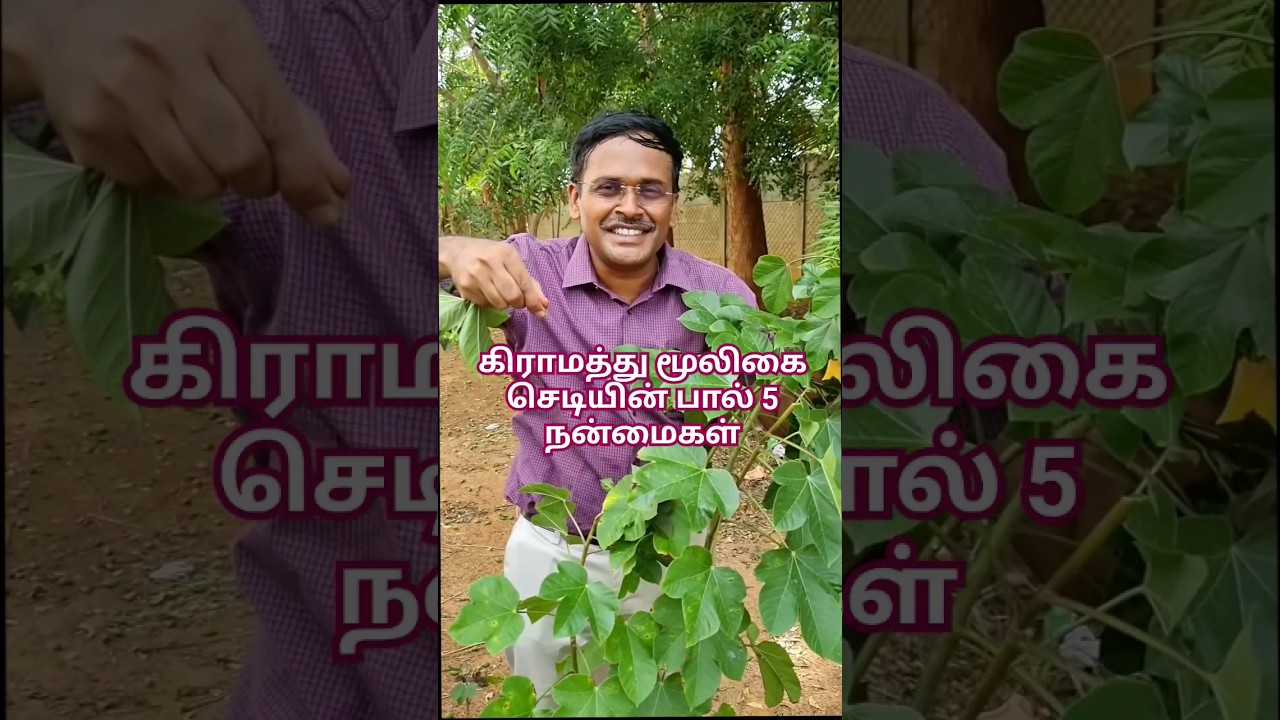 கிராமத்து மூலிகைகள் - பகுதி 1: இயற்கை மருத்துவத்தின் வரலாறு மற்றும் பயன்பாடுகள் 🌿