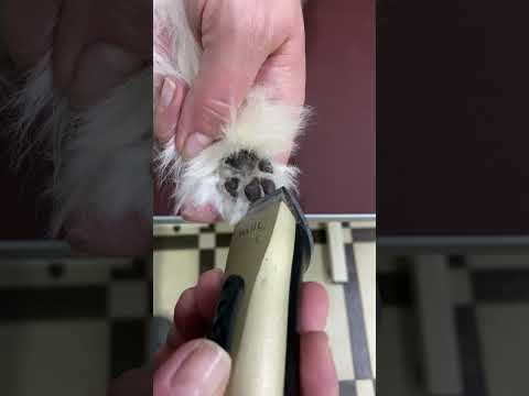 How to Groom a Maltese | Insider Tips for Perfect Maltese Haircuts | Get Stylish!