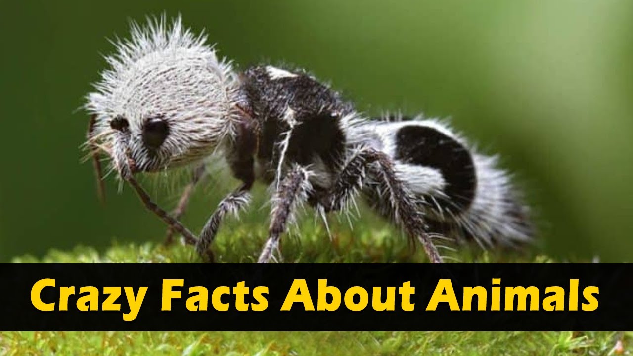Crazy Facts About Animals 🐸🦘 | Amazing Facts | Random Facts | Mind Blowing Facts in Hindi #Shorts