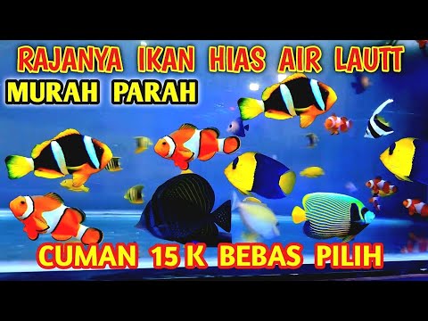 Update Harga Ikan Hias Laut di Pasar Subuh Jatinegara 🐟