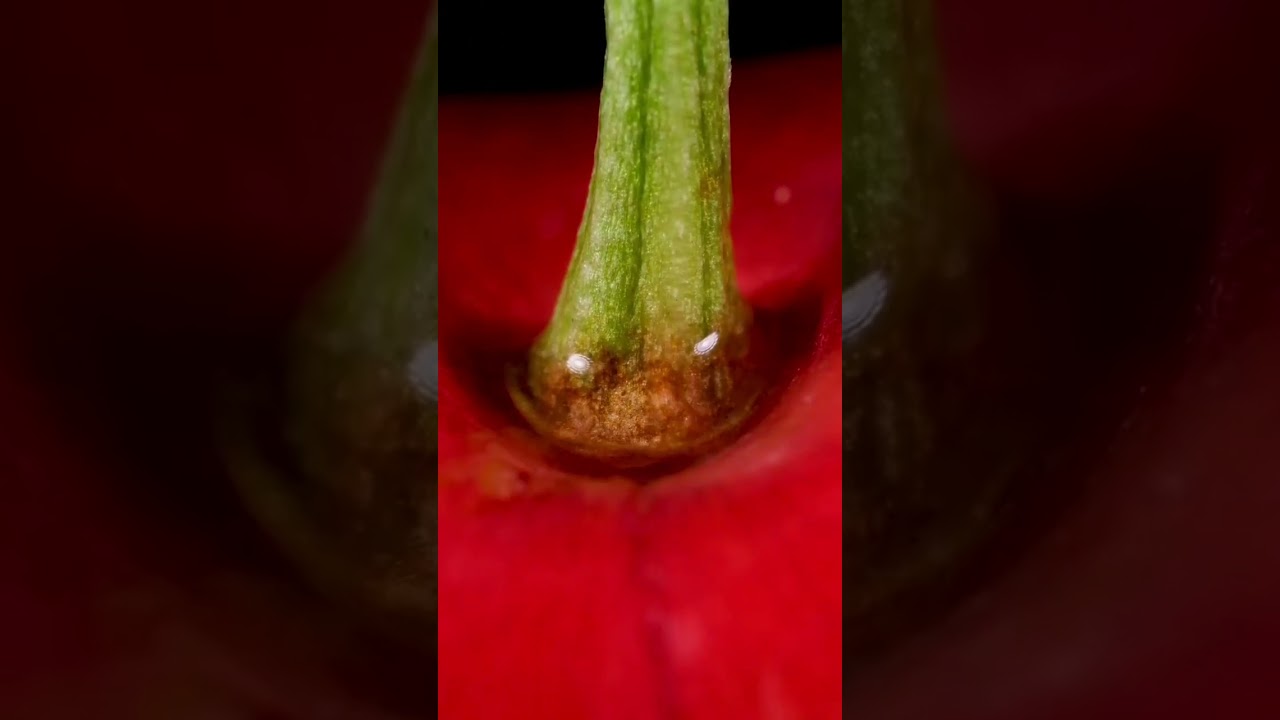 object_videos ππ #asmr #macrovideo