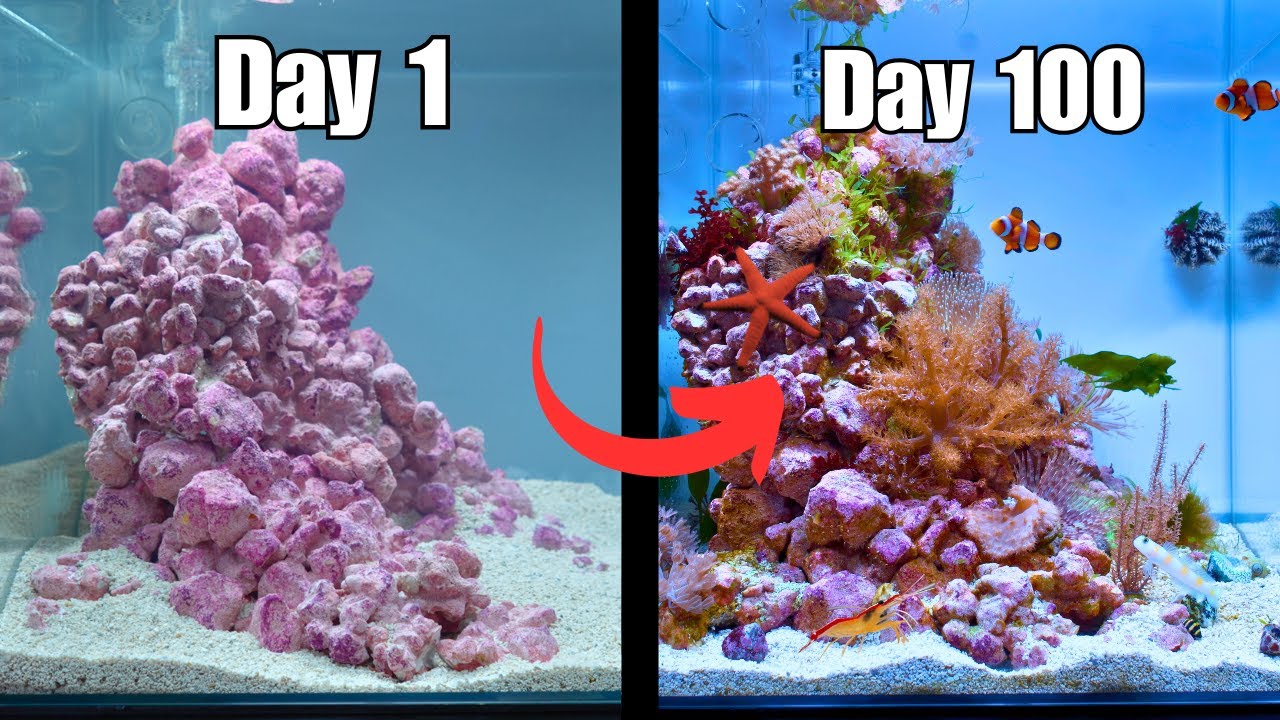 Build Your Own Easy Nano Reef Tank for Clownfish 🐠 – Step-by-Step Guide