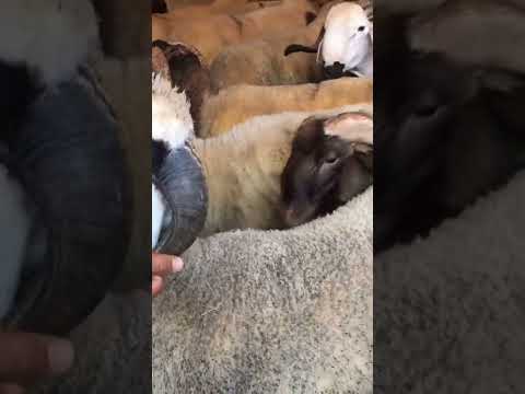 حاولي العيد 2022😱اثمنة خيالية مكاين غي من 3500 الفوق