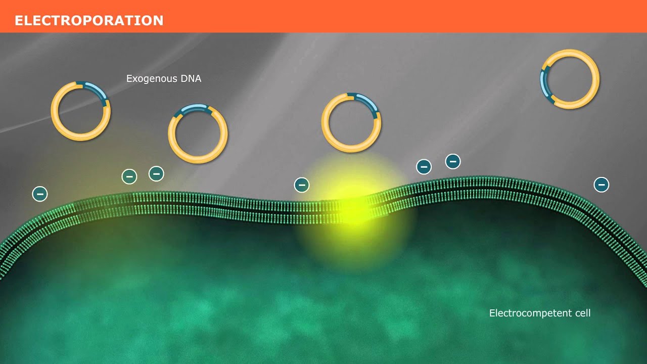 Bacterial Transformation with Competent Cells 🧬