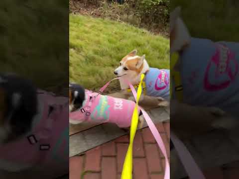 The little sweet wife behaves like this every day, but Brother Rabbit has been