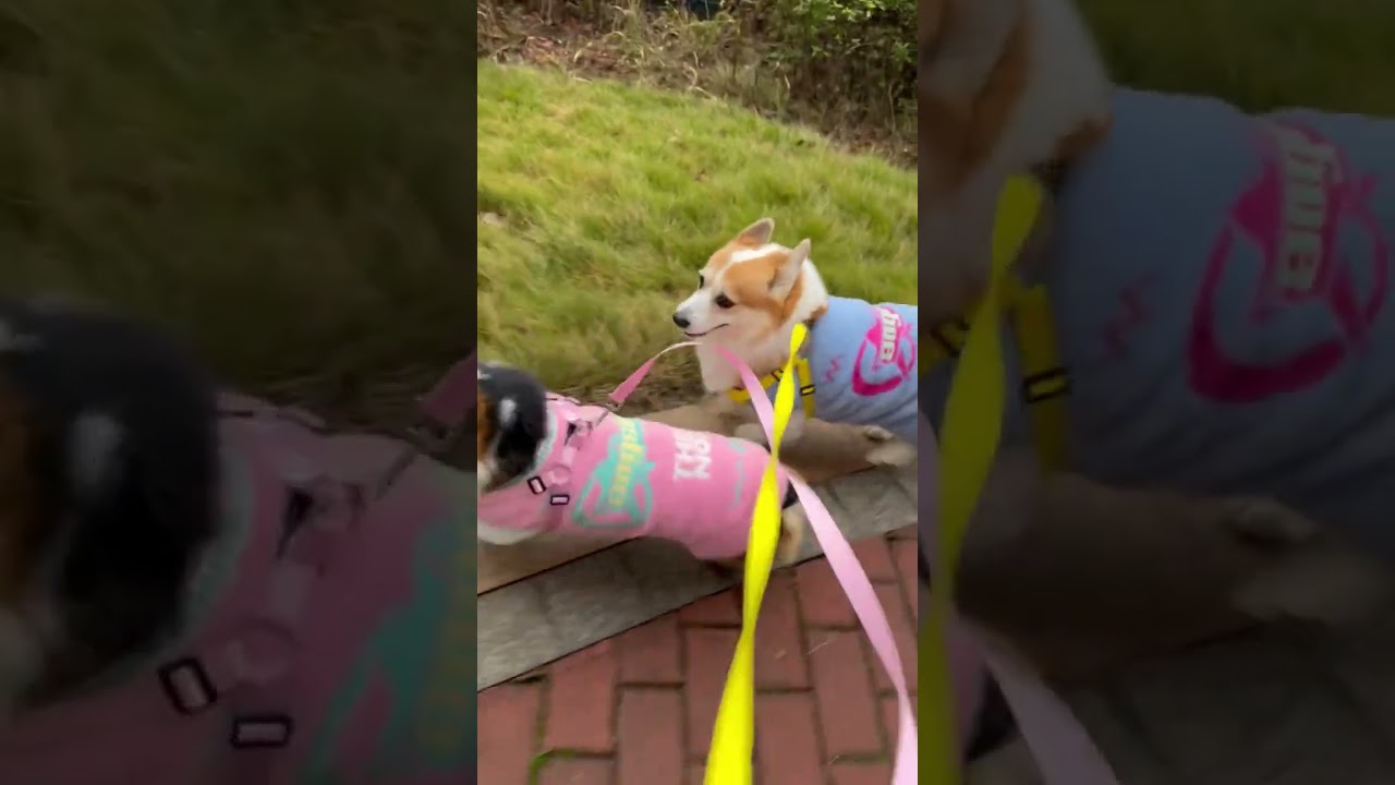 Daily Adventures of the Sweet Wife and the Loyal Dog 🐶