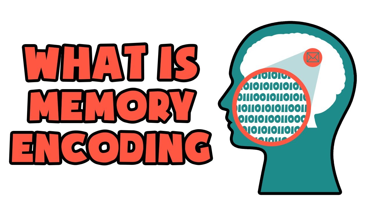 Understanding Memory Encoding in 2 Minutes