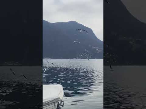 Мелодия счастья! #shortvideo  #рекомендацииютуба  #мелодиядуши