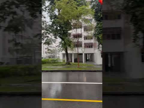 A Normal Rainy Day in Singapore | Country of Greenery #rain #nature #singapore