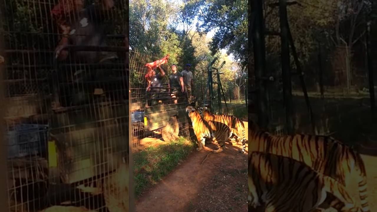 Bengal Tiger Leaps in Slow Motion at Glen Afric 🐅