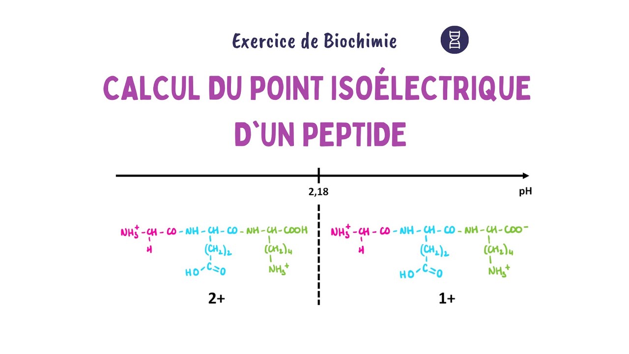 Comment déterminer le pHi d’un peptide 🧬