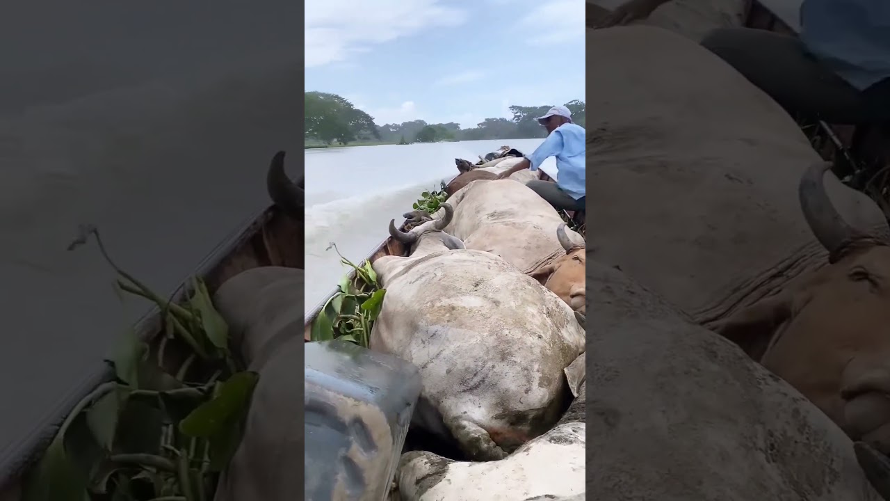 Cows on a boat #cow #sapi #caballos #farmlife #shorts #vaqueiro #pecuaria #ganadería  #funny #cute