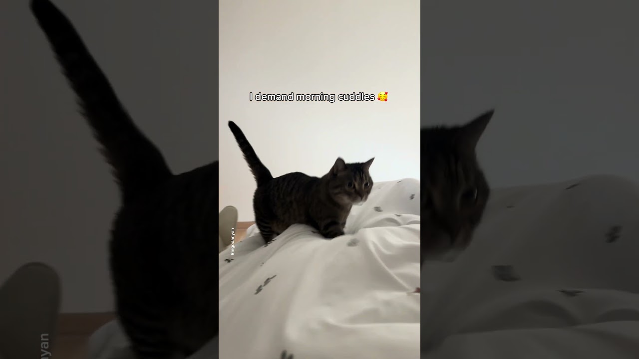 Morning Cuddle with Mom 🐱