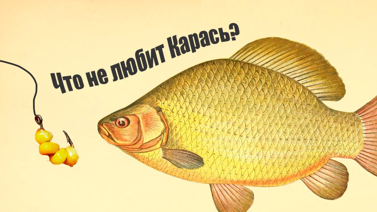 Что не любит Карась? Советы рыбака 🎣
