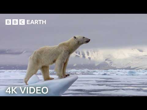 Incredible 4K Nature Scenes Narrated By David Attenborough | BBC Earth