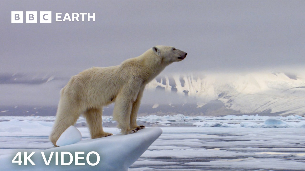 Stunning 4K Nature Footage Narrated by David Attenborough | BBC Earth