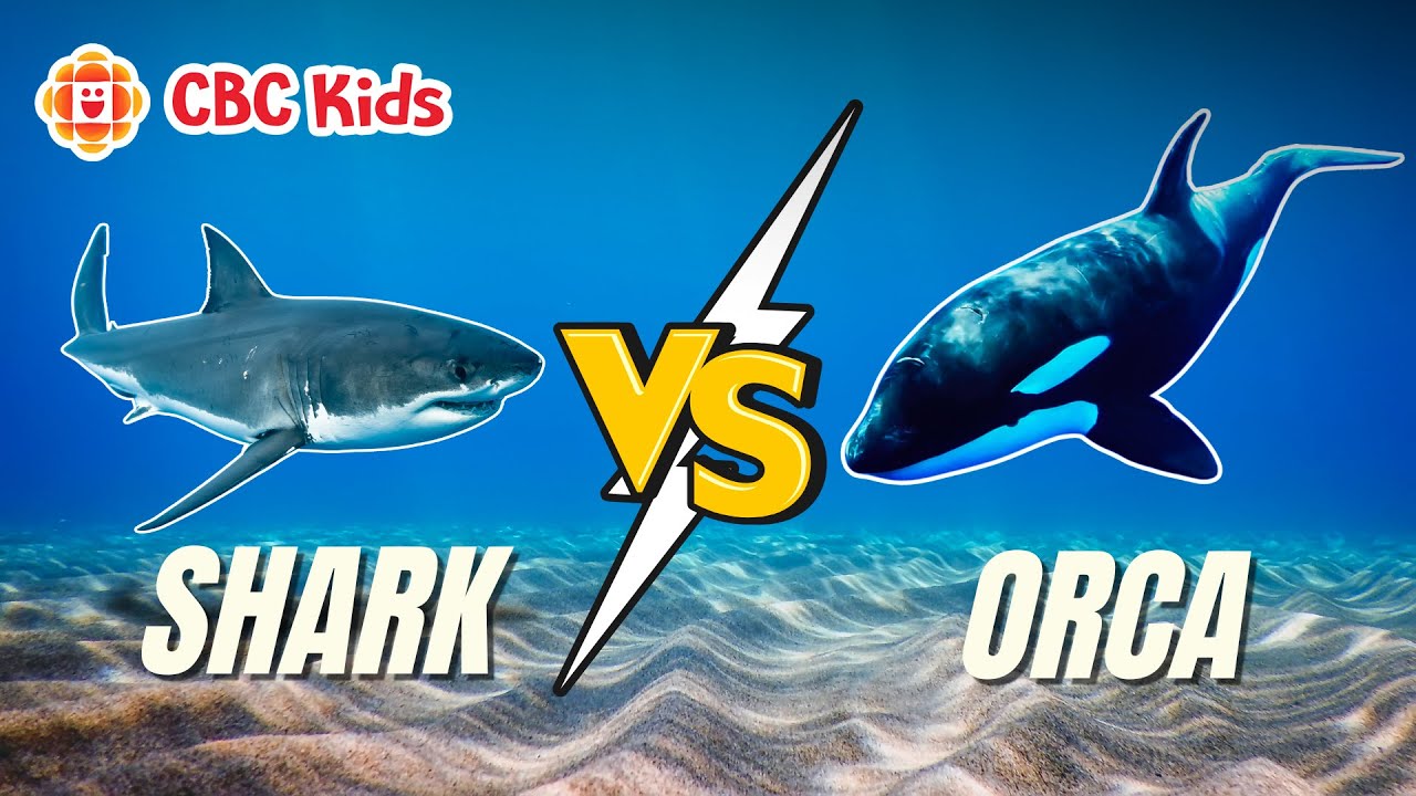Shark vs. Orca: Ocean Predator Showdown 🦈