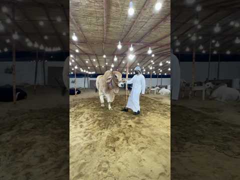 raja k kch din reh gy || maweshi mandi #cow #cattlefarm #bull #cowmandi