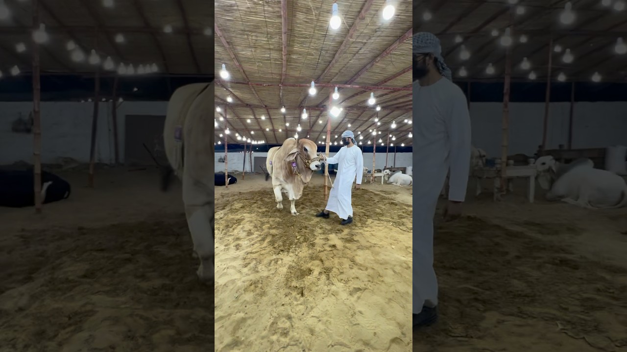 Raja's Few Days Left at Maweshi Mandi 🐄 | Cattle Market Highlights