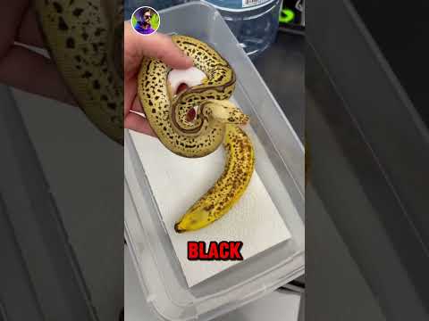 💀 Top 3! 🚀 CAMOUFLAGE Animals 🤯