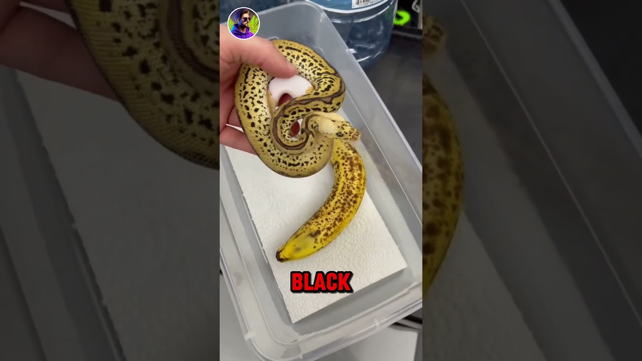 Top 3 Amazing Camouflage Animals You Must See! π¦