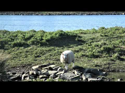 Nissewaard (rondwandeling)