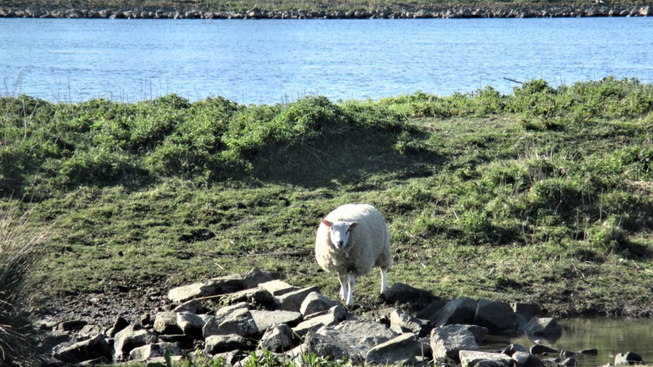 Ontdek Nissewaard: 23 km Rondwandeling 🚶‍♂️ vanaf Spijkenisse Centrum