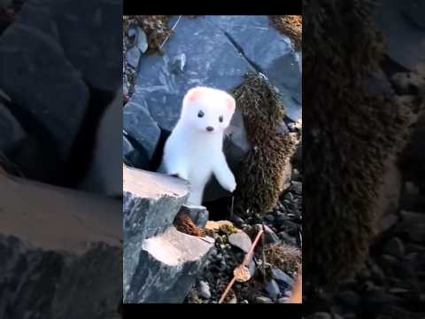 Cute winter white WEASEL #shorts #animals #cute #weasel #predator #funny #smallanimal #winteranimals