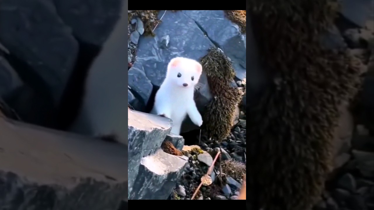 Adorable Winter White Weasel 🦡 | Cute Animal Shorts