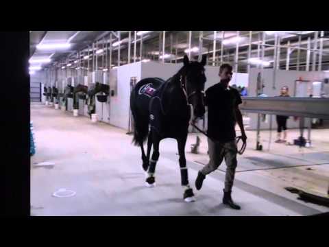 Xtravagant is Melbourne Bound for the Australian Guineas