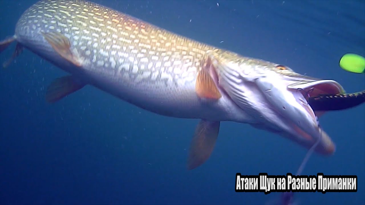 Эпичные атаки гигантских щук на разные приманки 🐟 — Подводная съемка