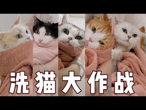洗猫大作战！挑战一口气洗五只猫！｜花花与三猫 Cat Live