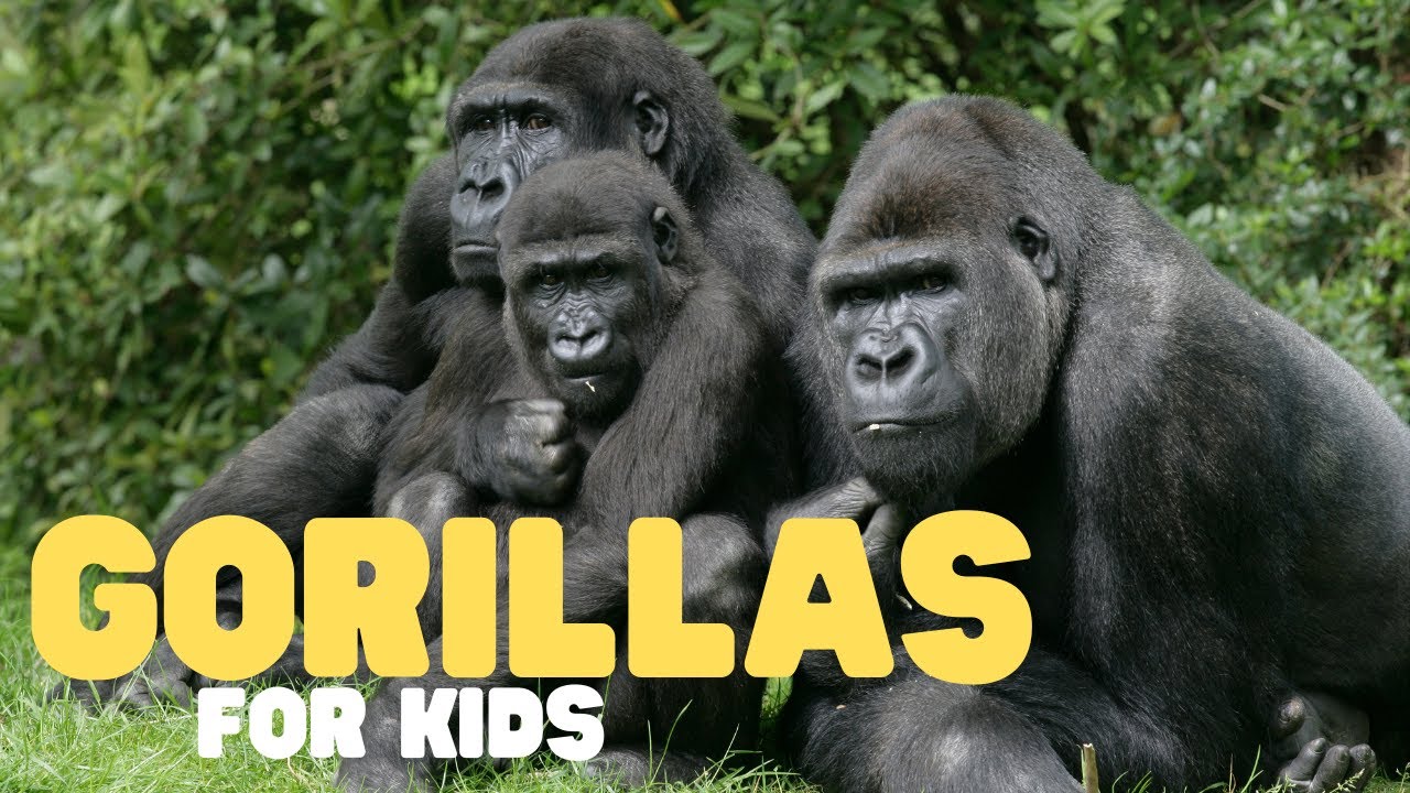Gorillas for Kids 🦍 | Discover These Gentle Giants