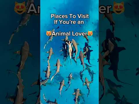 Best Travel Destinations For Animal Lovers 🐾✈️