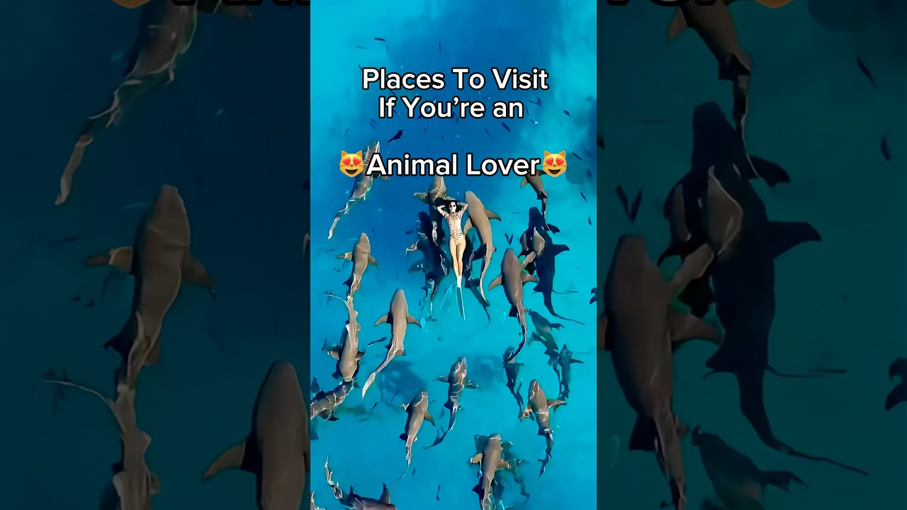 Top 3 Must-Visit Travel Destinations for Animal Enthusiasts ๐พ