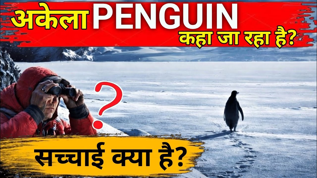 Penguin Walks Alone in Antarctica 🐧 | Viral Story Explained