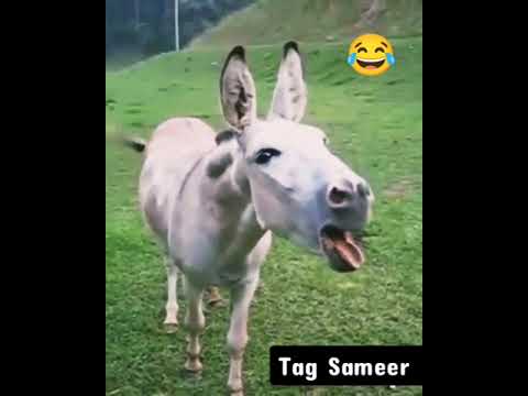 kashmiri jokes 😂😂