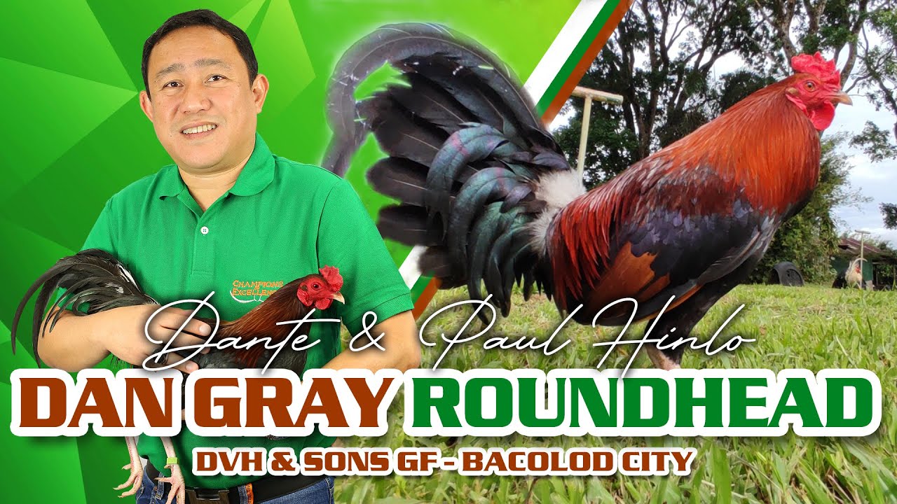 Farm Visit: DVH & Gray Roundhead 🐓