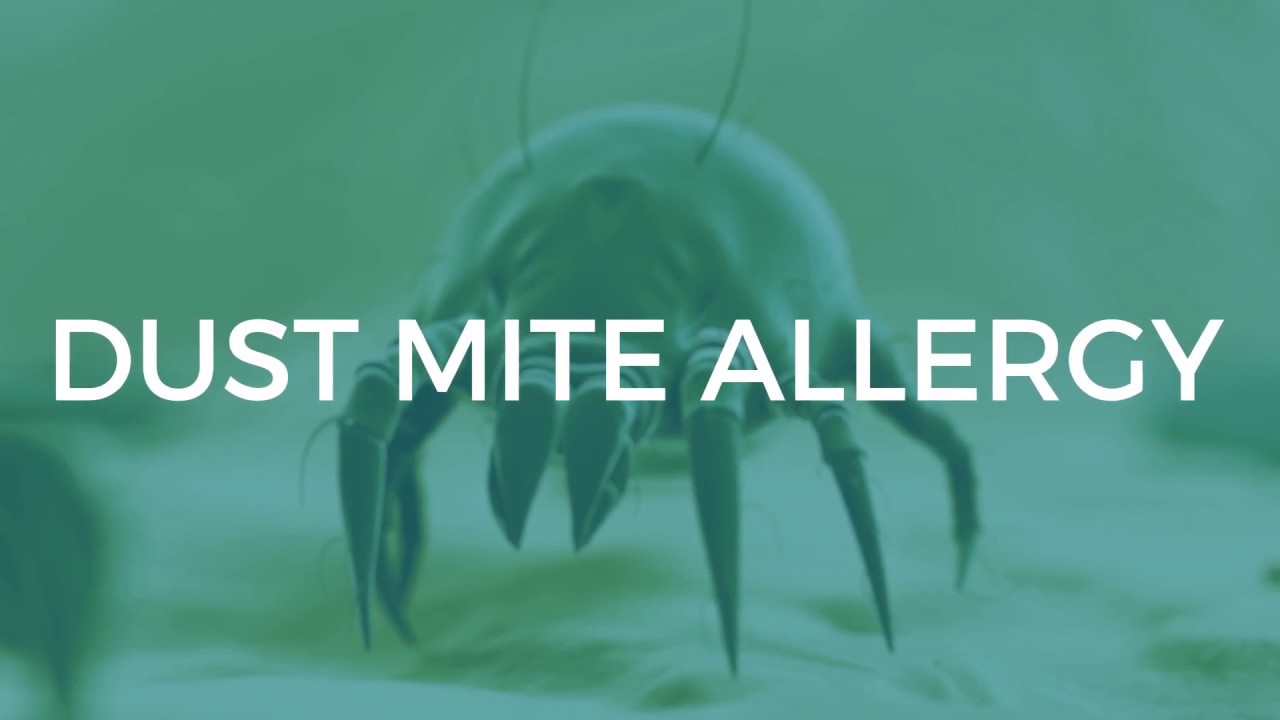 Dust Mite Allergy: Symptoms & Treatments 🕷️