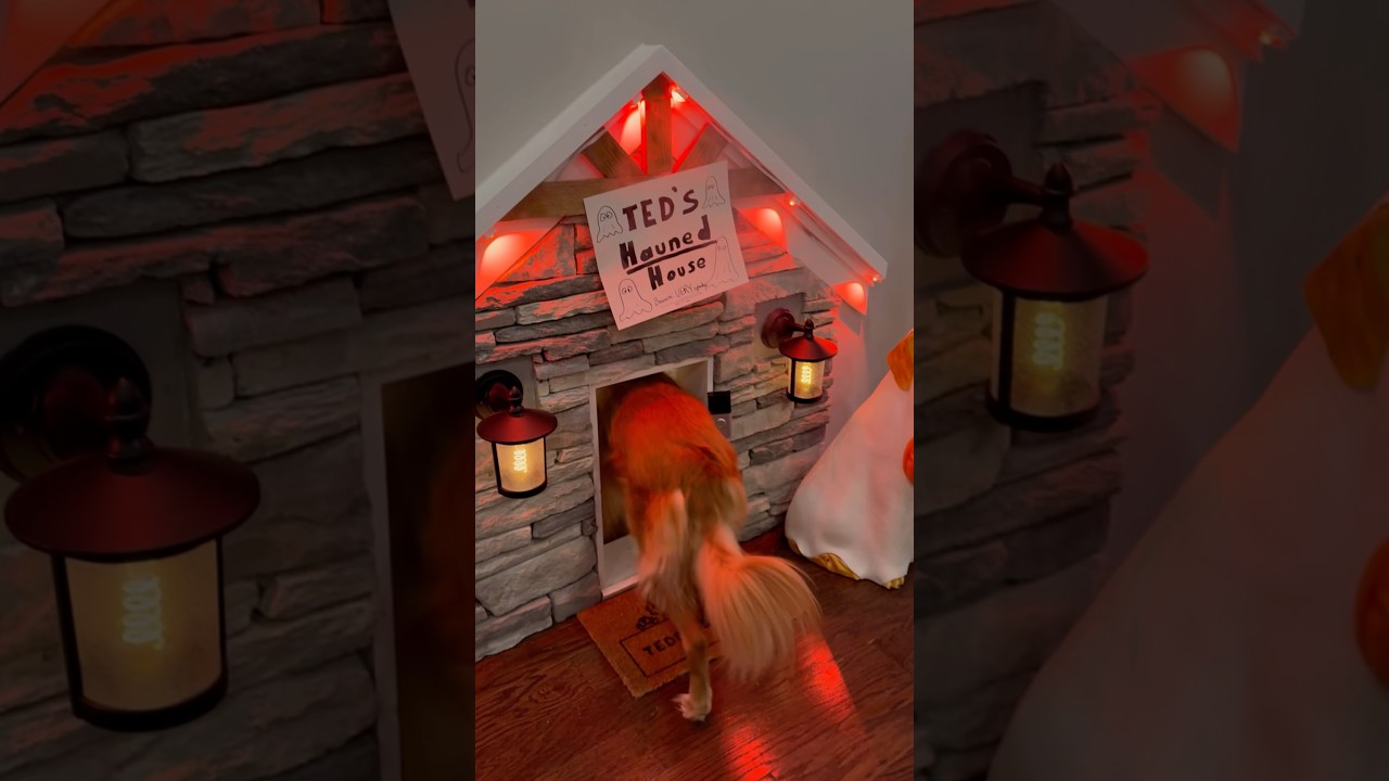 My Dog Built a Haunted House! ποΈ