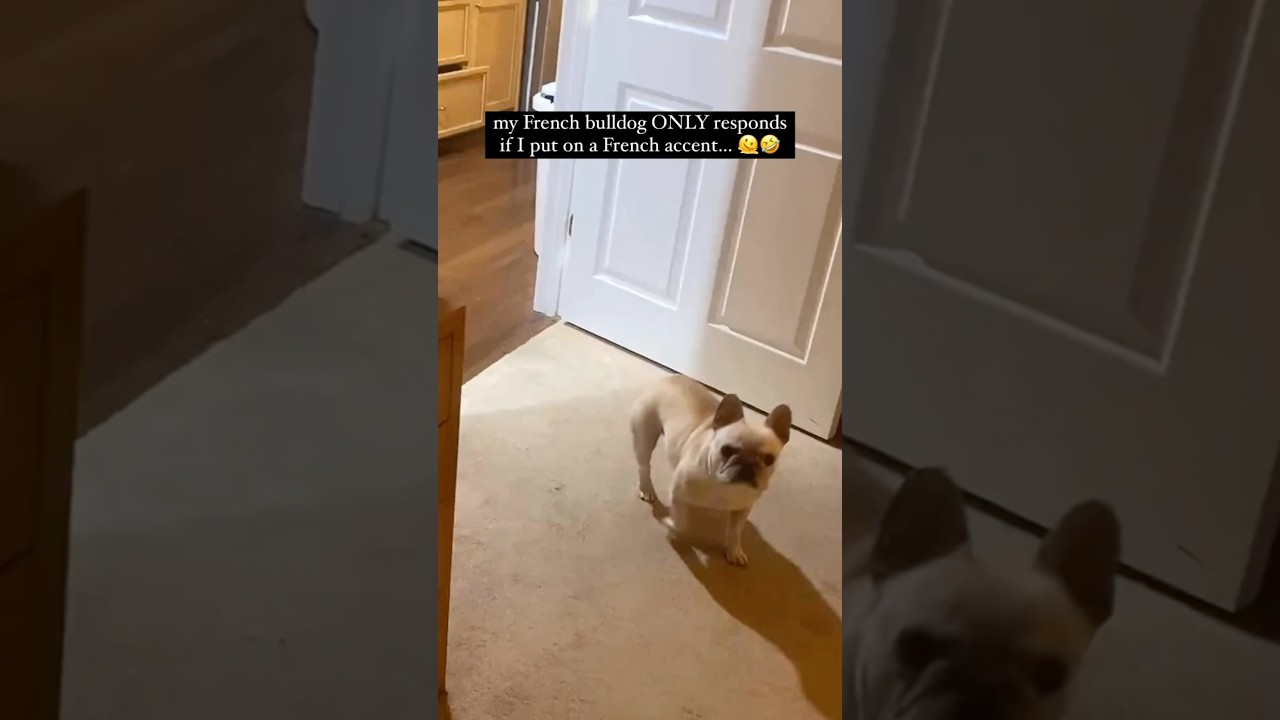 The Most 'French' Bulldog Ever ๐ซ๐ท