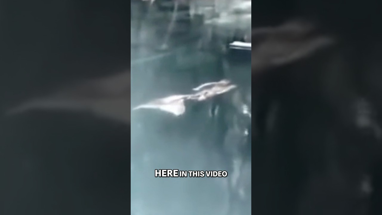 Drone Spots Real Mermaid Off South America 🌊