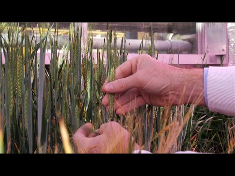 Turning big data into better breeds: Can AI help feed the planet