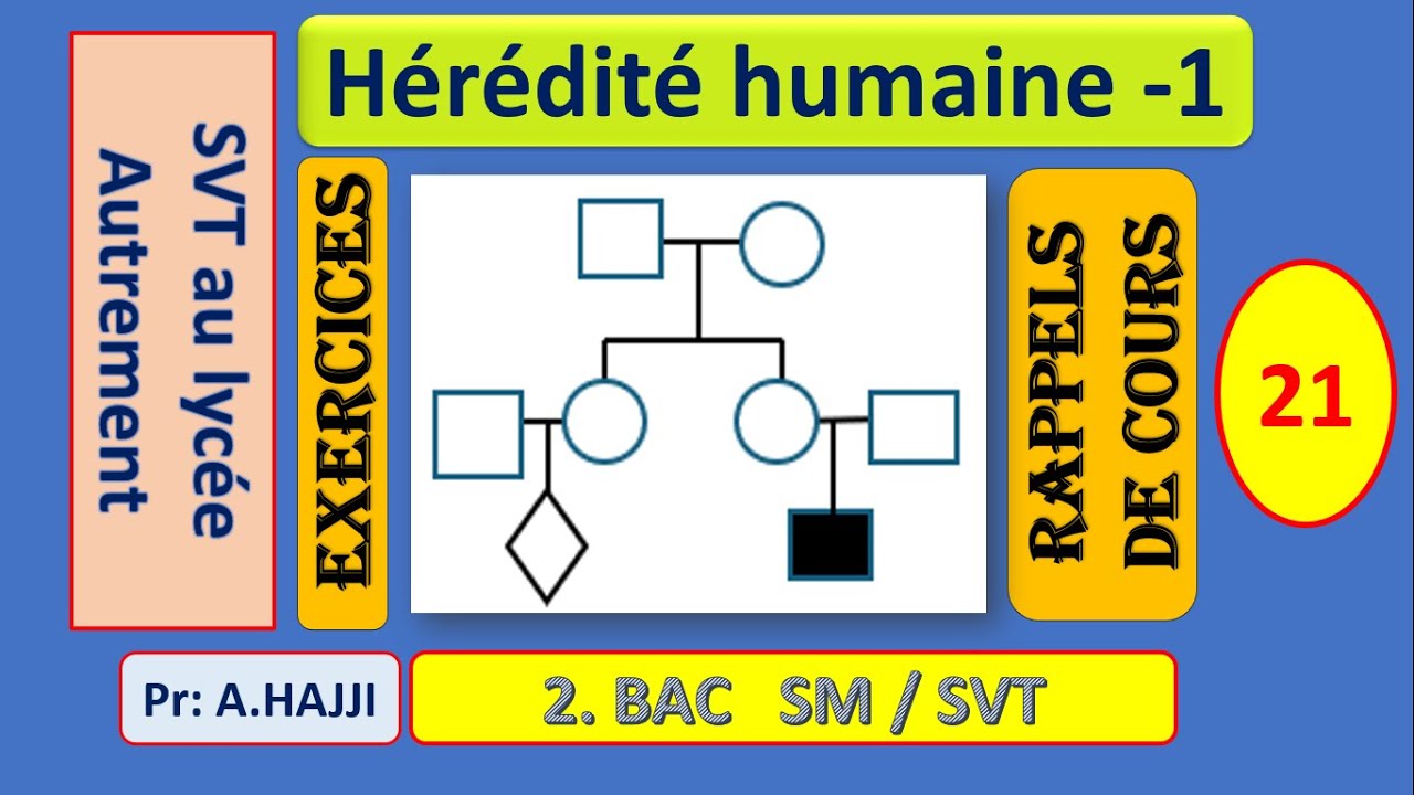 Hérédité humaine : Rappels essentiels et exercices pour mieux comprendre