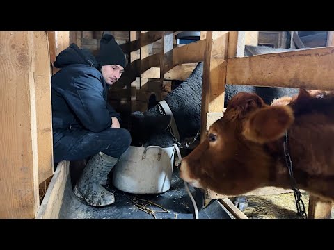 Шок! У коровы выпали зубы 🐄 Что делать?