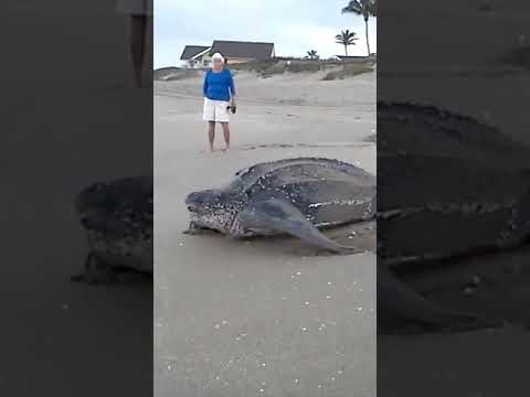 Sobrevivente no Triângulo das Bermudas 🦈